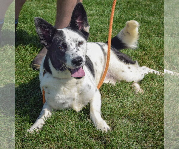 Medium Photo #4 Border Collie-Unknown Mix Puppy For Sale in Huntley, IL, USA