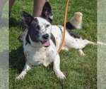 Small #3 Border Collie Mix