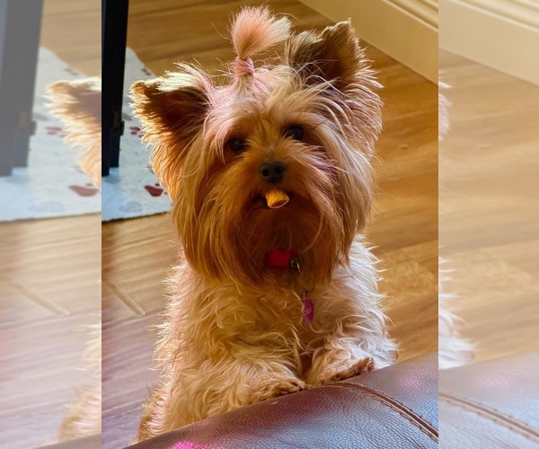 Medium Photo #1 Yorkshire Terrier Puppy For Sale in ROCKLIN, CA, USA