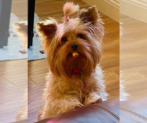 Mother of the Yorkshire Terrier puppies born on 11/14/2025