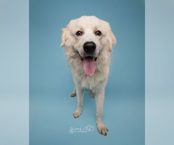 Medium Photo #2 Great Pyrenees-Unknown Mix Puppy For Sale in Houston, TX, USA