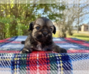 Shih Tzu Puppy for Sale in DADE CITY, Florida USA