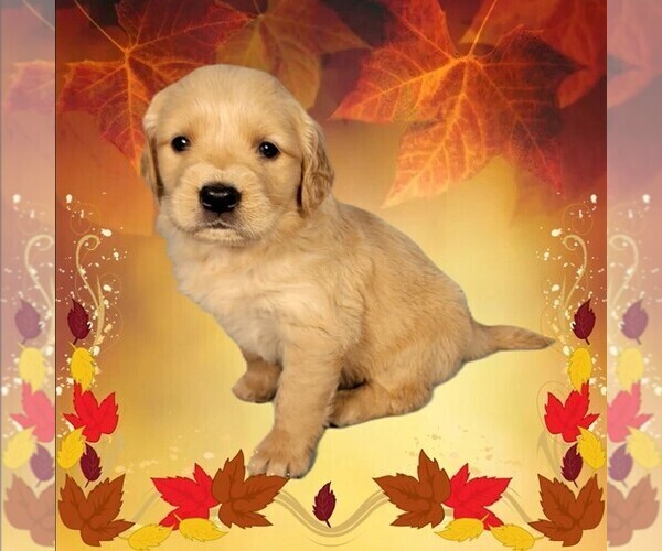 Medium Photo #11 Golden Retriever Puppy For Sale in BLACK FOREST, CO, USA