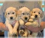Small Photo #1 Golden Retriever Puppy For Sale in STELLA, NC, USA