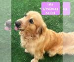 Small #3 Golden Retriever