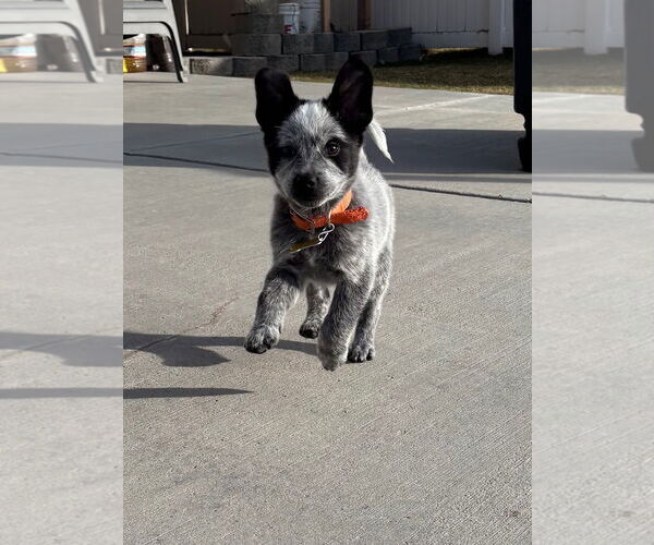 Medium Photo #6 Mutt Puppy For Sale in Sandy, UT, USA