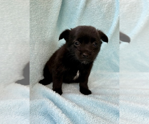 Medium Photo #5 Chorkie Puppy For Sale in FAIR HAVEN, MI, USA