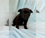 Small #4 Chorkie