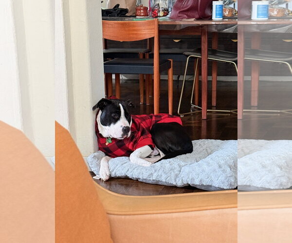 Medium Photo #4 American Pit Bull Terrier-Unknown Mix Puppy For Sale in Berkeley, CA, USA