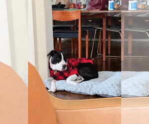 Lil John - Male American Pit Bull Terrier-Unknown Mix Dog for Adoption - Photo #4