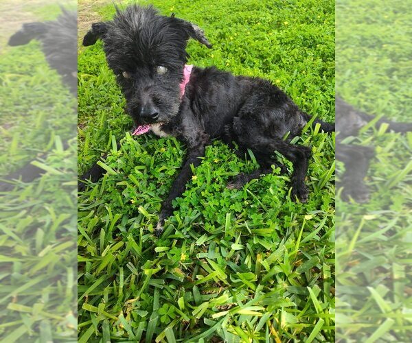 Medium Photo #2 Shih Tzu-Unknown Mix Puppy For Sale in New York, NY, USA