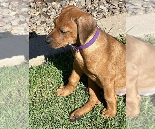 Medium Photo #7 Rhodesian Ridgeback Puppy For Sale in SURPRISE, AZ, USA