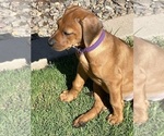 Small #6 Rhodesian Ridgeback