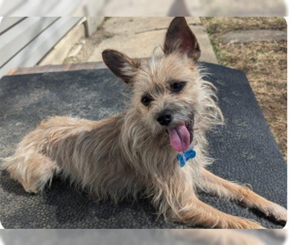 Medium Photo #3 Mutt Puppy For Sale in Plainfield, IL, USA