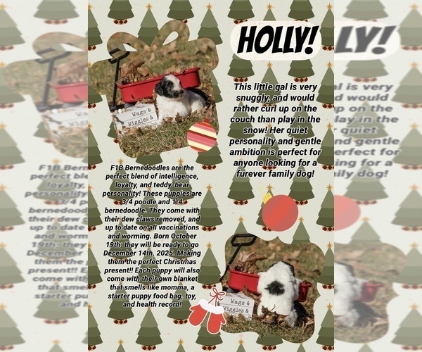 Medium Photo #5 Bernedoodle (Miniature) Puppy For Sale in PRAIRIE VIEW, KS, USA