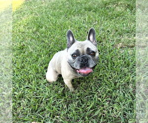 French Bulldog-Unknown Mix Dogs for adoption in Chico, CA, USA