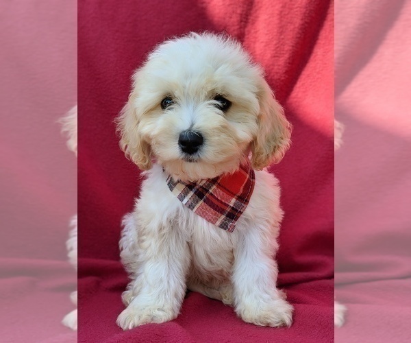 Medium Photo #1 Cavachon Puppy For Sale in LANCASTER, PA, USA