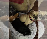 Small #3 Pug Mix