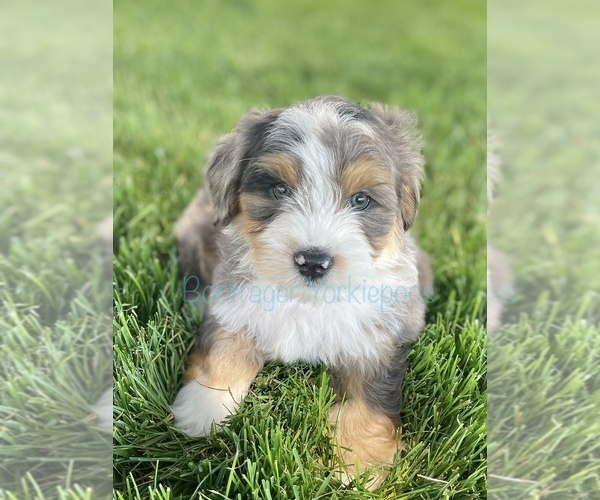 Medium Photo #1 YorkiePoo Puppy For Sale in GOSHEN, IN, USA