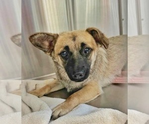 Chi-Corgi Dogs for adoption in Fultonham, NY, USA