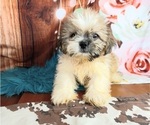 Small Photo #1 Shinese Puppy For Sale in CARTHAGE, TX, USA
