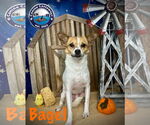 Small #9 Jack Russell Terrier Mix