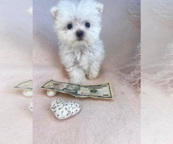 Medium Photo #17 Maltese Puppy For Sale in MIAMI BEACH, FL, USA