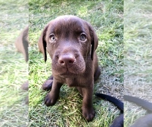 Labrador Retriever Puppy for sale in BUFORD, GA, USA