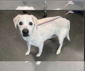 Beagle-Chihuahua Mix Dogs for adoption in Winston Salem, NC, USA