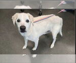 Small Beagle-Chihuahua Mix