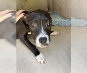 American Pit Bull Terrier Dogs for adoption in Oklahoma City, OK, USA