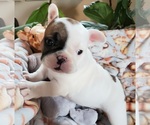 Small Photo #34 French Bulldog Puppy For Sale in W LINN, OR, USA