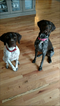 Small Photo #6 German Shorthaired Pointer Puppy For Sale in PRINEVILLE, OR, USA