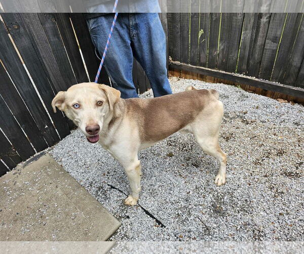 Medium Photo #4 Mutt Puppy For Sale in Shelburne, VT, USA