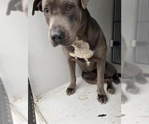 Mutt Dogs for adoption in Houston, TX, USA