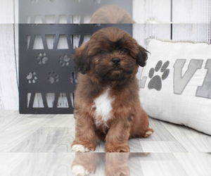 Shih-Poo Puppy for sale in MARIETTA, GA, USA