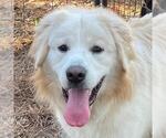 Small Great Pyrenees Mix
