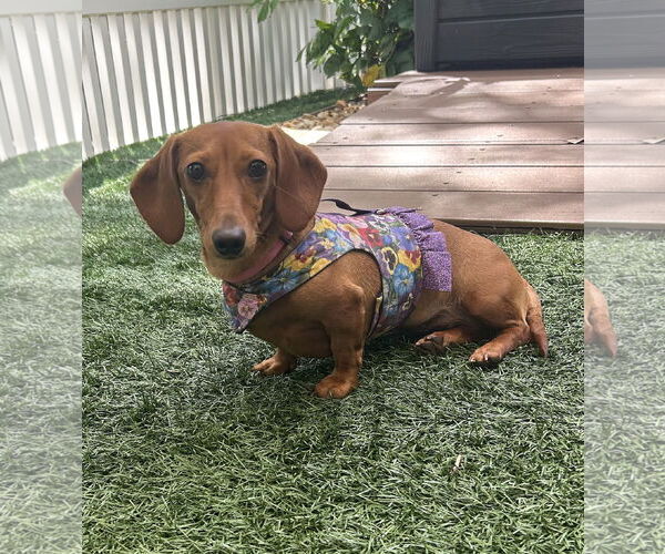 Medium Photo #4  Puppy For Sale in , 