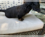 Small Photo #3 Dachshund Puppy For Sale in MALIBU, CA, USA