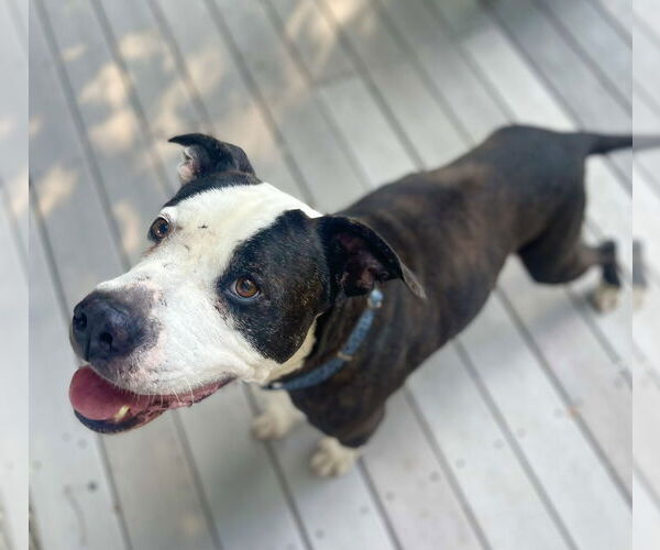 Medium Photo #23 Mutt Puppy For Sale in Mount Laurel, NJ, USA