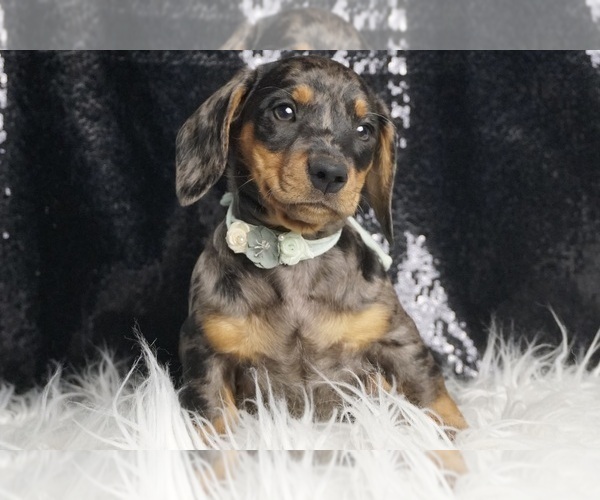 Medium Photo #3 Dachshund Puppy For Sale in WARSAW, IN, USA