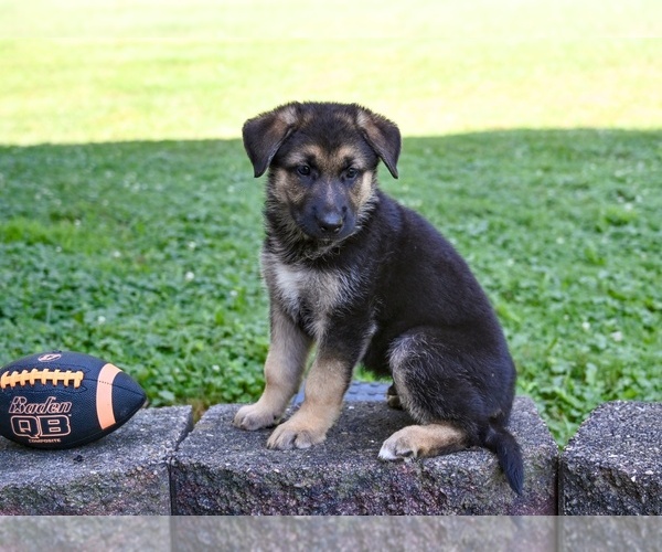 Medium Photo #3 German Shepherd Dog Puppy For Sale in MILLERSBURG, OH, USA