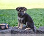 Small #2 German Shepherd Dog