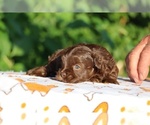 Small #17 ShihPoo