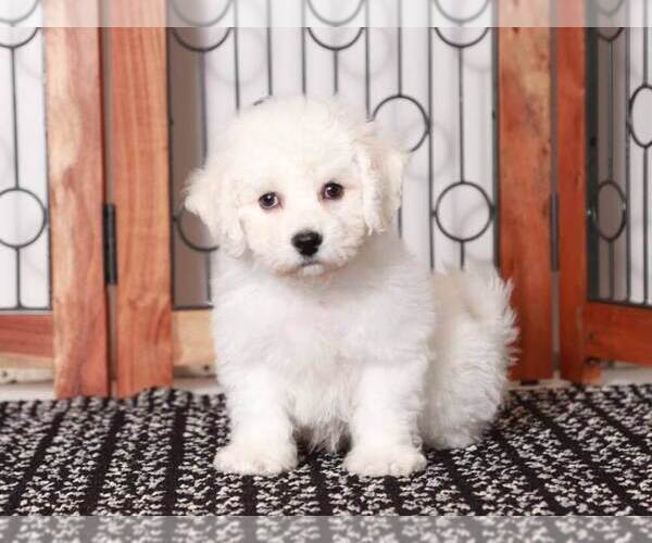 Medium Photo #3 Bichon Frise Puppy For Sale in NAPLES, FL, USA