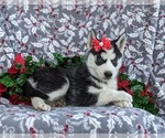 Small Photo #7 Siberian Husky Puppy For Sale in EPHRATA, PA, USA