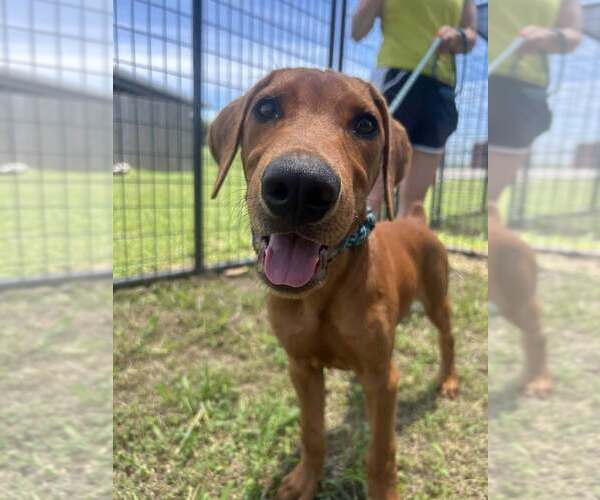 Medium Photo #2 Mutt Puppy For Sale in Abbeville, LA, USA