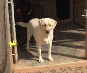 Mother of the Labrador Retriever puppies born on 09/05/2026