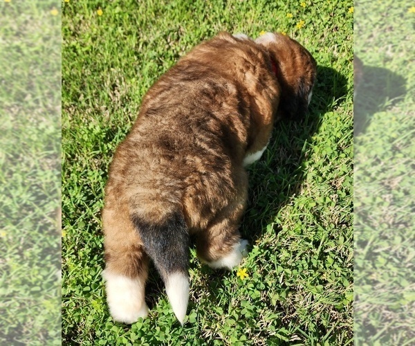 Medium Photo #55 Saint Bernard Puppy For Sale in TURLOCK, CA, USA