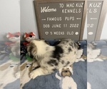 Small Photo #30 Welsh Cardigan Corgi Puppy For Sale in SUN PRAIRIE, WI, USA